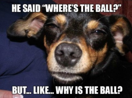 Really-High-Dog-Meme-Wonders-The-Big-Questions-About-The-Ball